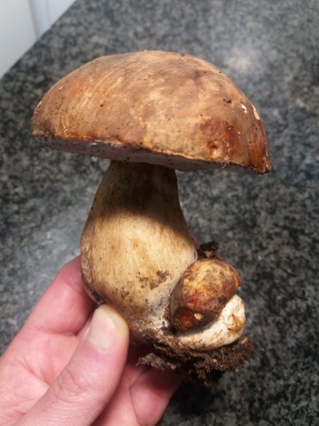 Paccheri ripieni di ricotta di bufala, provola e pesce spada con pomodoro del piennolo